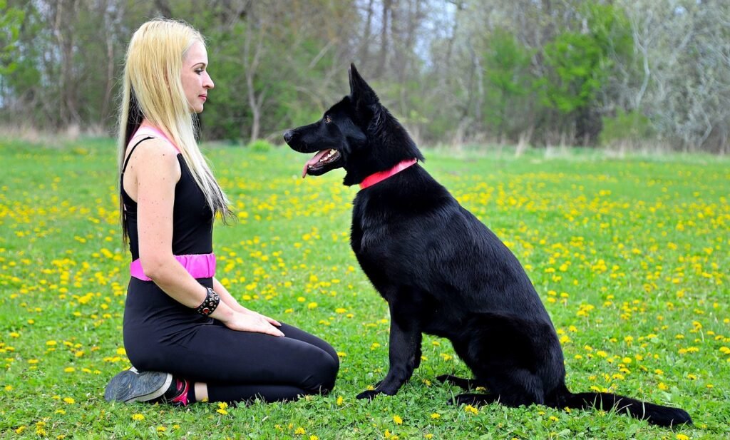 dog training tips with owner teaching obedience to a dog