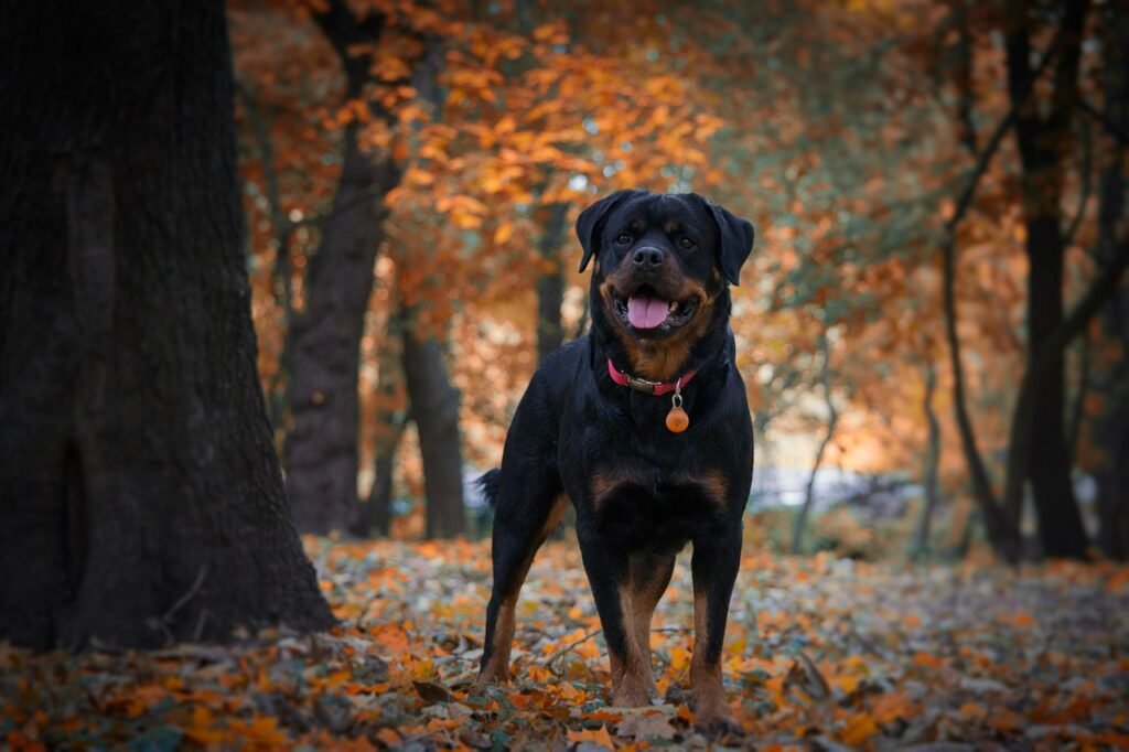 Rottweiler breed guide – temperament, training and care