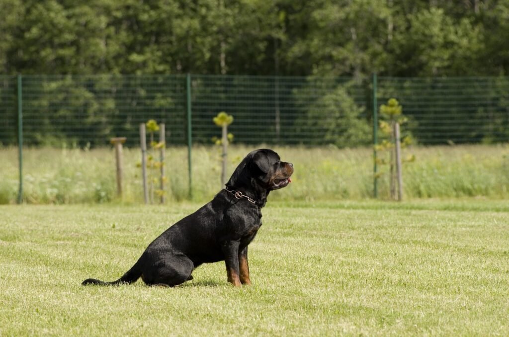 rottweiler 823732 1280